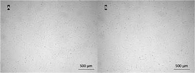 Comparison of Canine and Feline Adipose-Derived Mesenchymal Stem Cells/Medicinal Signaling Cells With Regard to Cell Surface Marker Expression, Viability, Proliferation, and Differentiation Potential